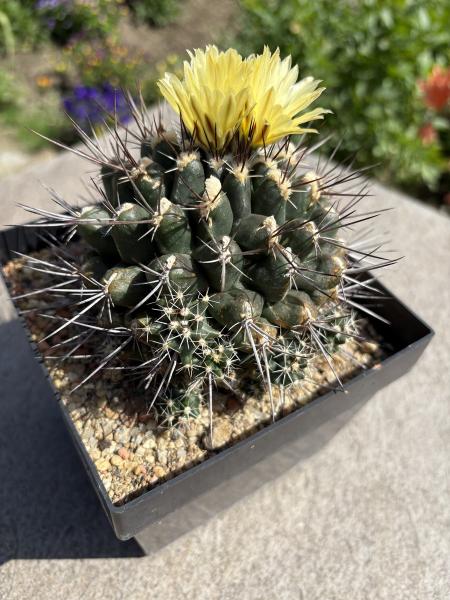 Thelocactus panarottoanus